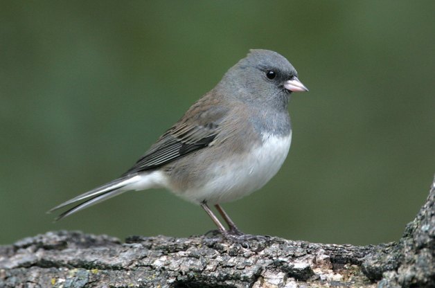 Pretty Dark-eyed junco
