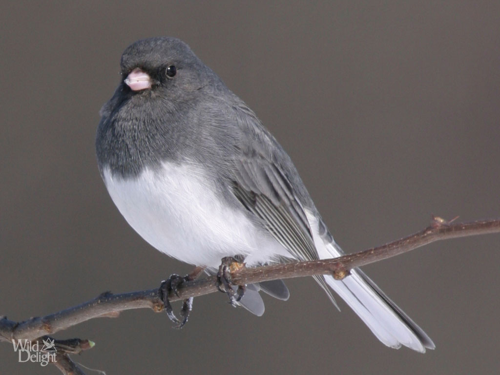 Pretty Dark-eyed junco