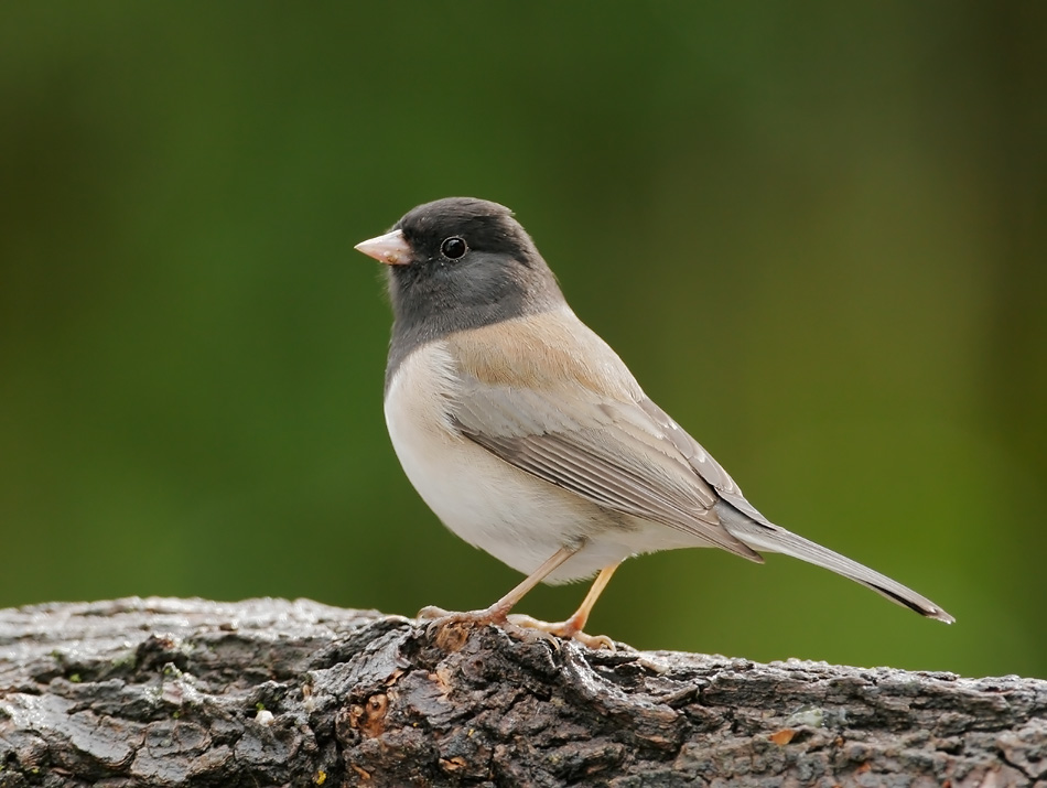 Pretty Dark-eyed junco
