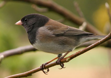 Pretty Dark-eyed junco