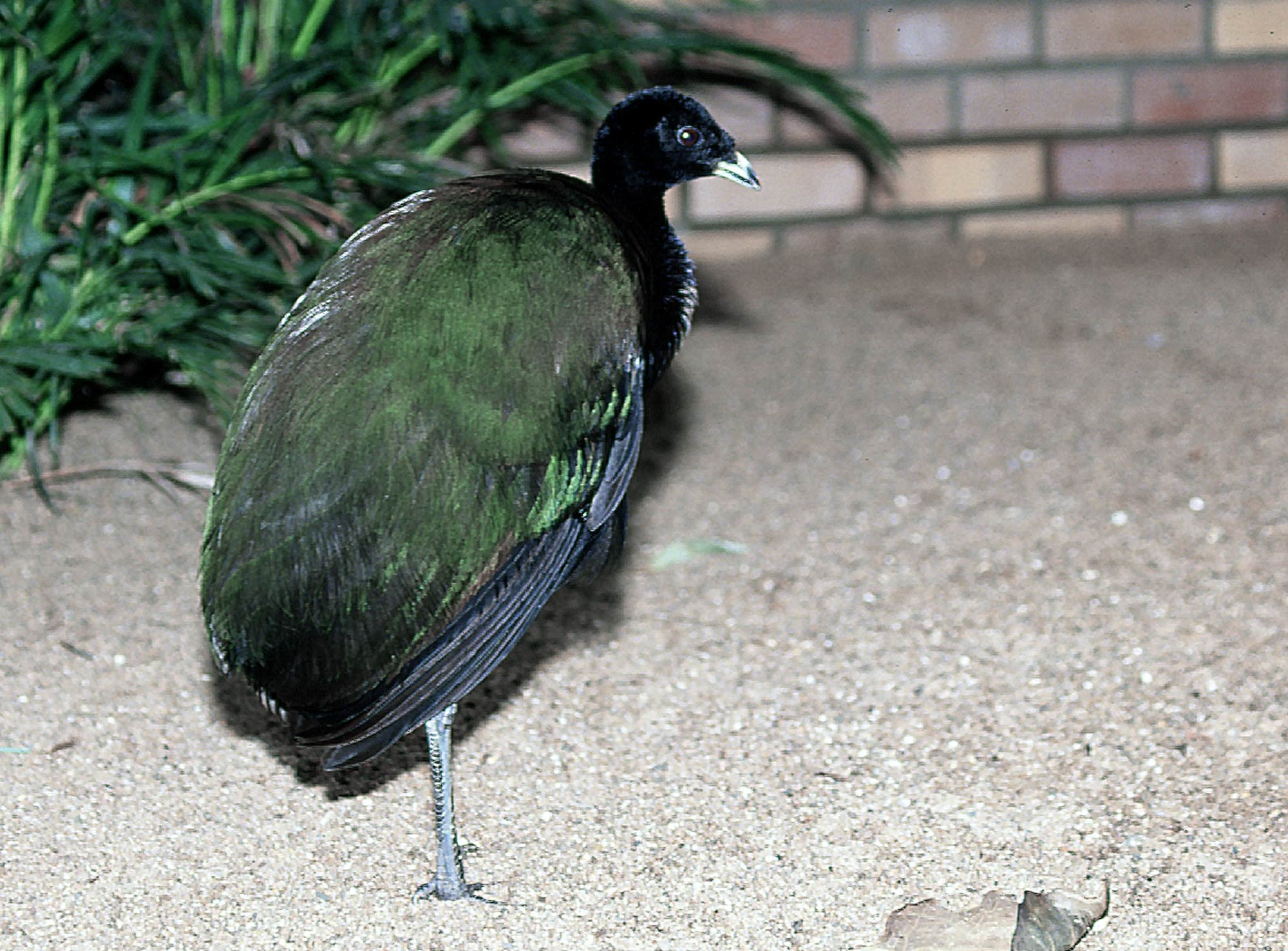 Dark-winged trumpeter