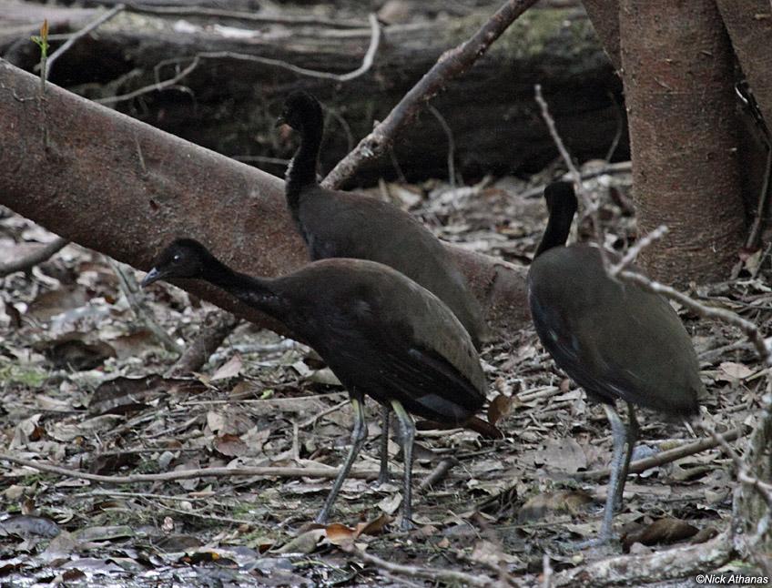 Pretty Dark-winged trumpeter