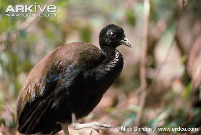 Pretty Dark-winged trumpeter