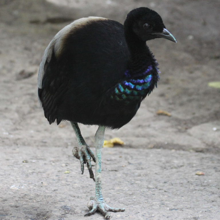 Pretty Dark-winged trumpeter