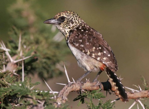 D’Arnaud’s barbet