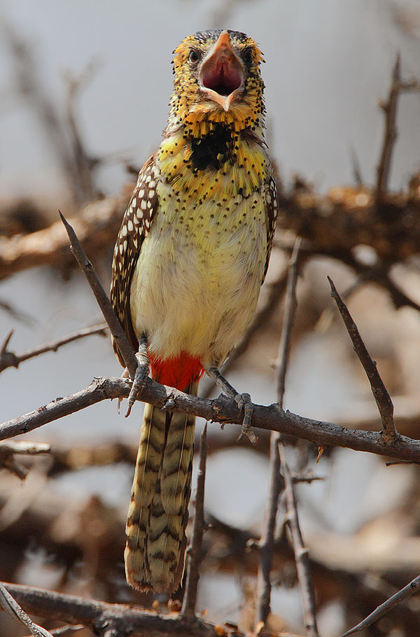 Pretty D’Arnaud’s barbet