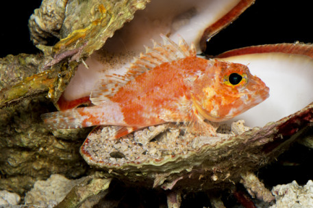 Pretty Deepwater scorpionfish