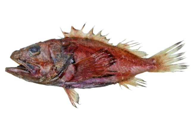 Pretty Deepwater scorpionfish