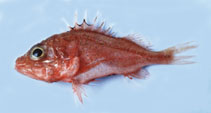 Pretty Deepwater scorpionfish