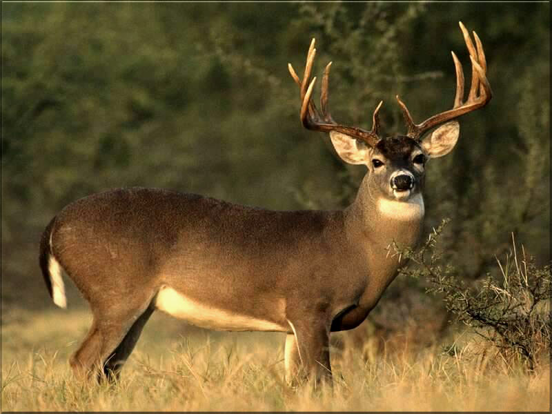 Nice Deer