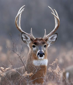 Cool Deer