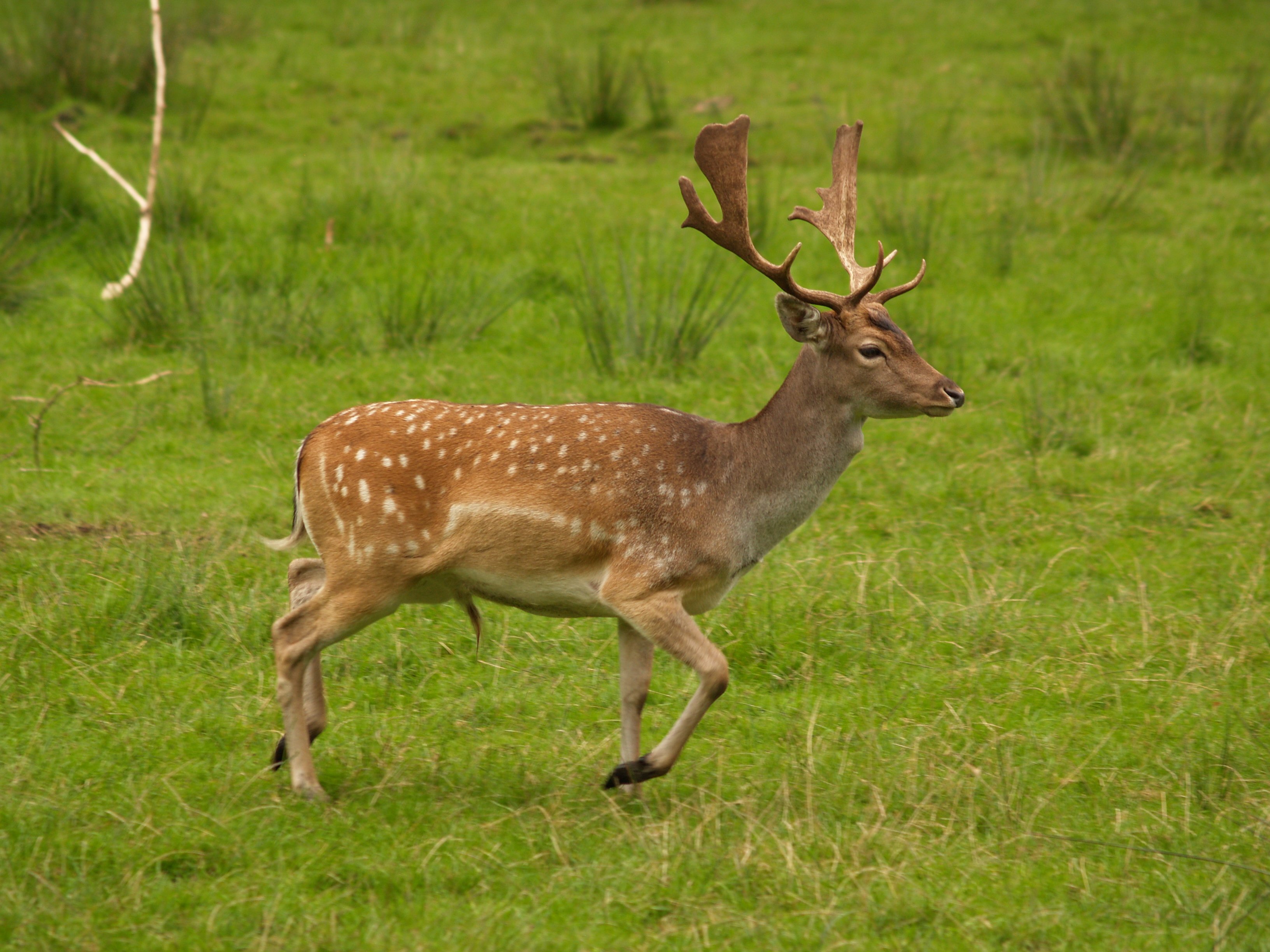 Pretty Deer