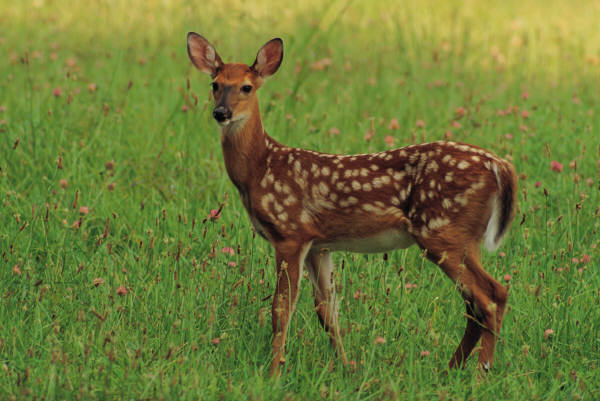 Cute Deer