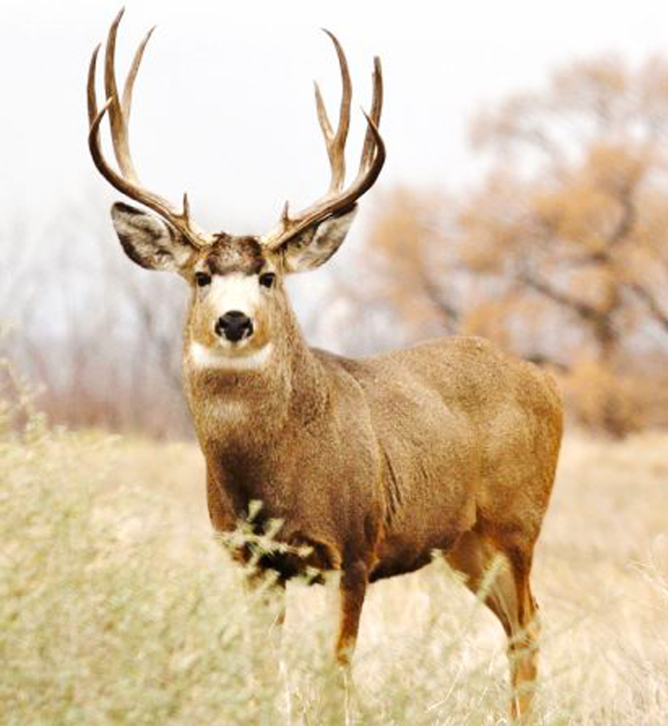Wallpaper Deer