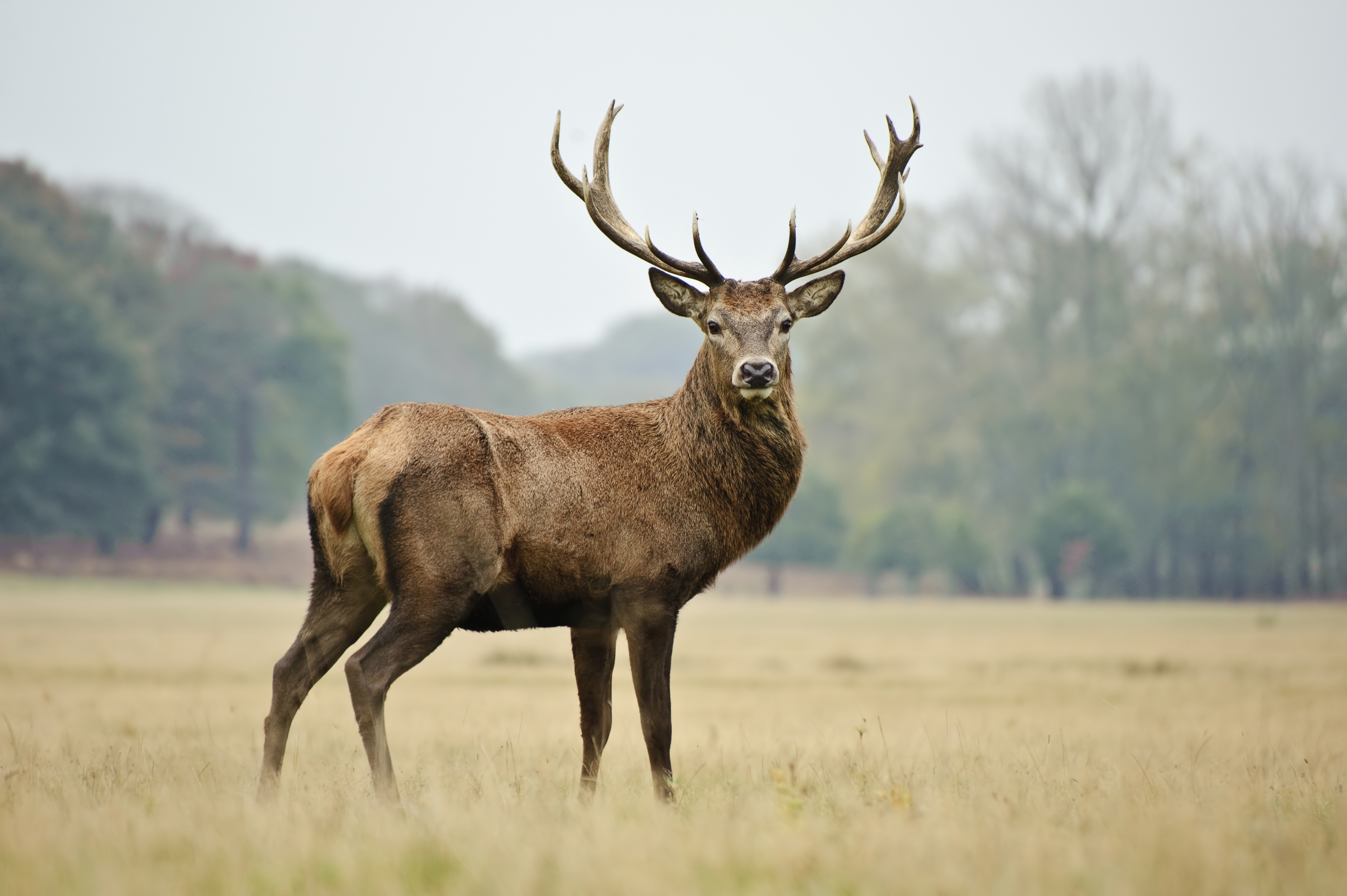 Photo Deer