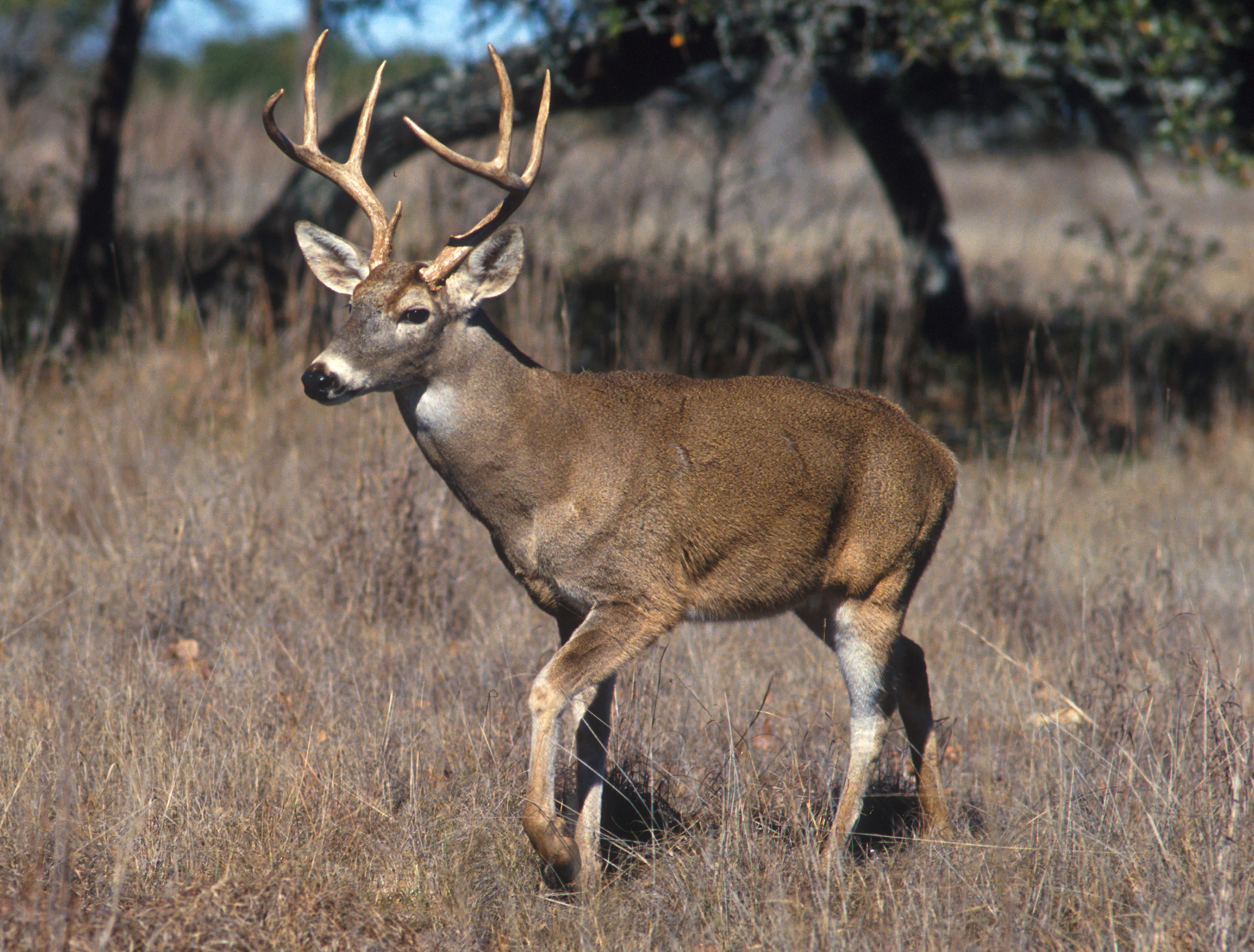 Deer wallpaper