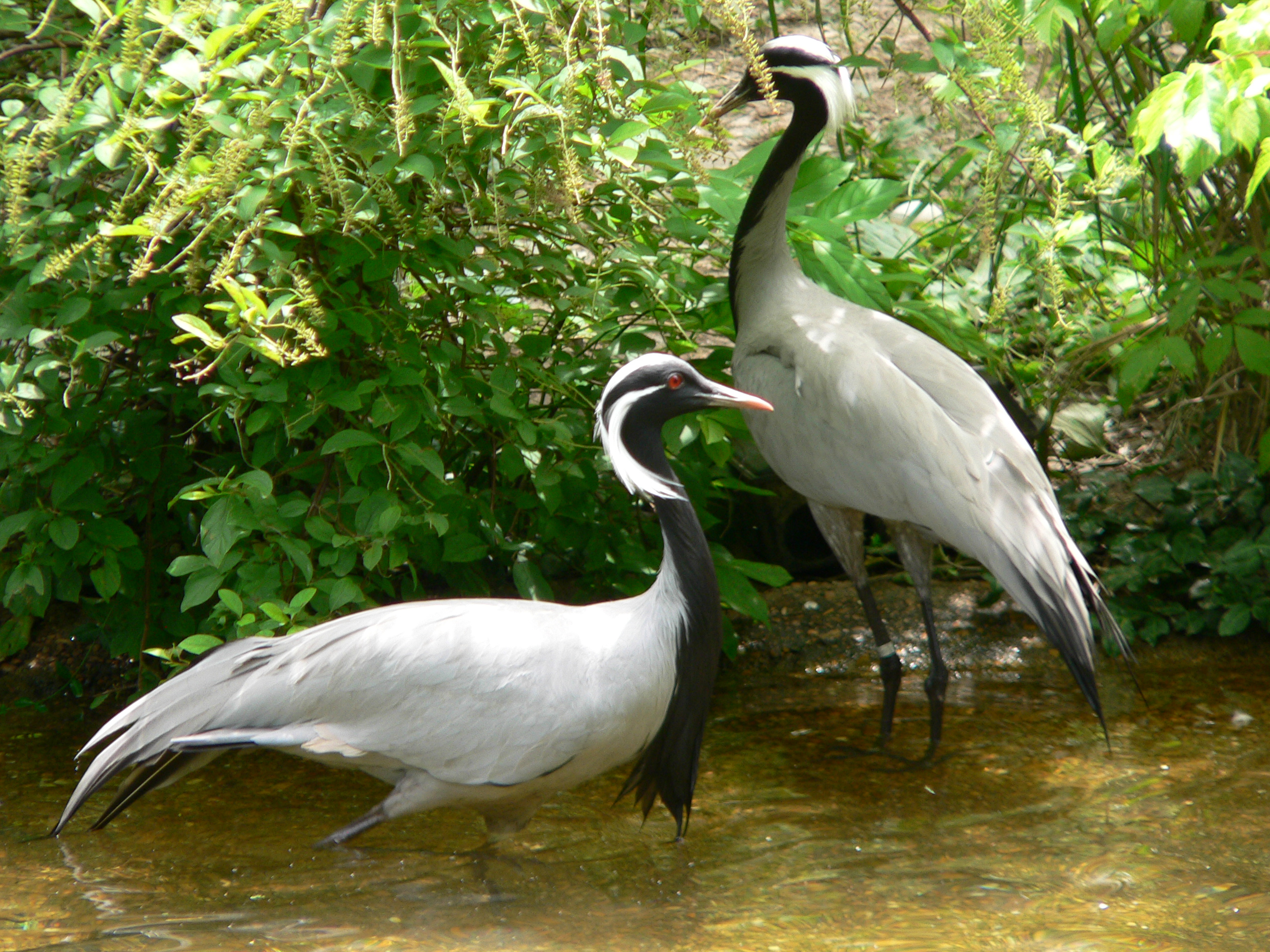 Demoiselle crane