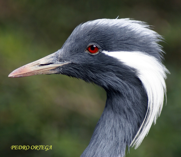 Pretty Demoiselle crane