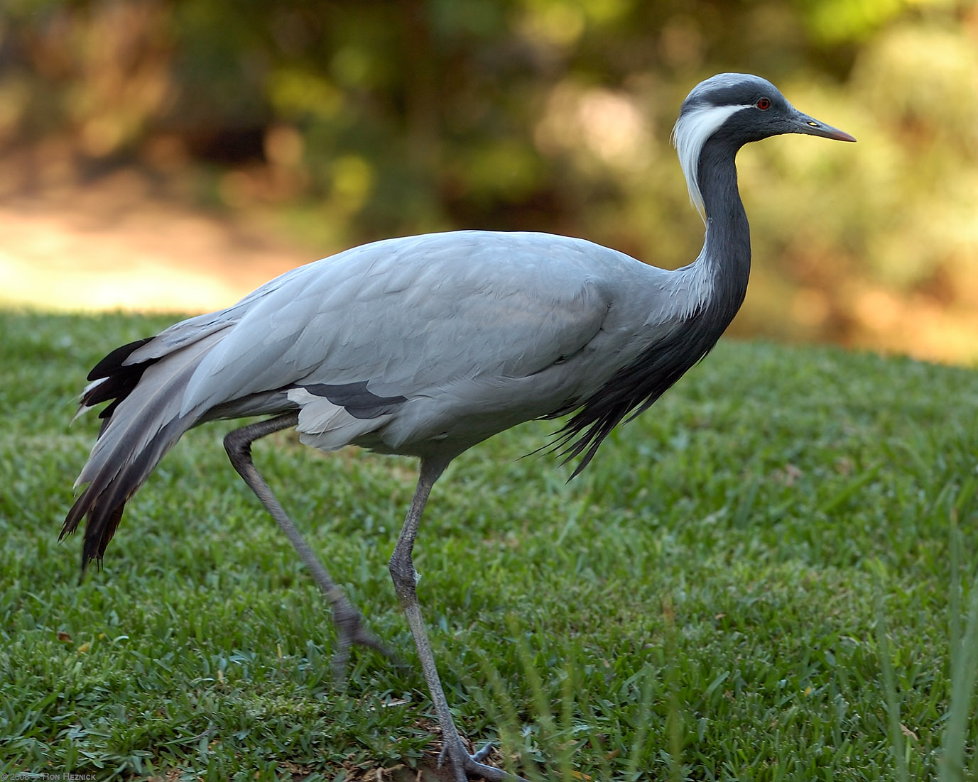 Pretty Demoiselle crane
