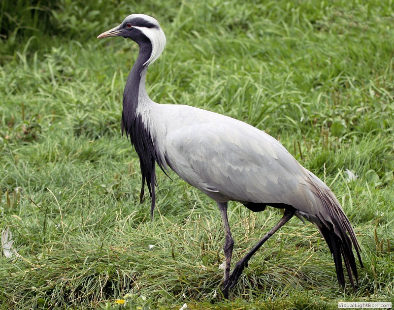 Pretty Demoiselle crane