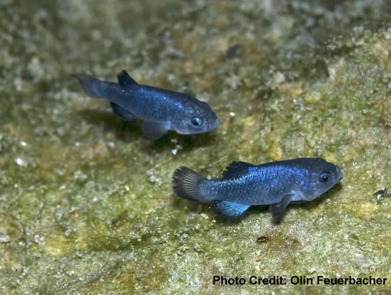 Devils Hole pupfish