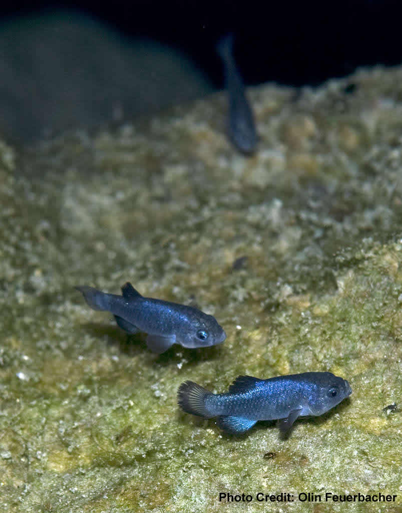 Pretty Devils Hole pupfish