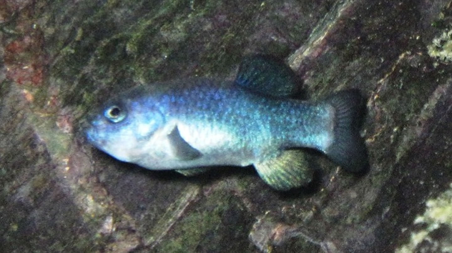 Pretty Devils Hole pupfish