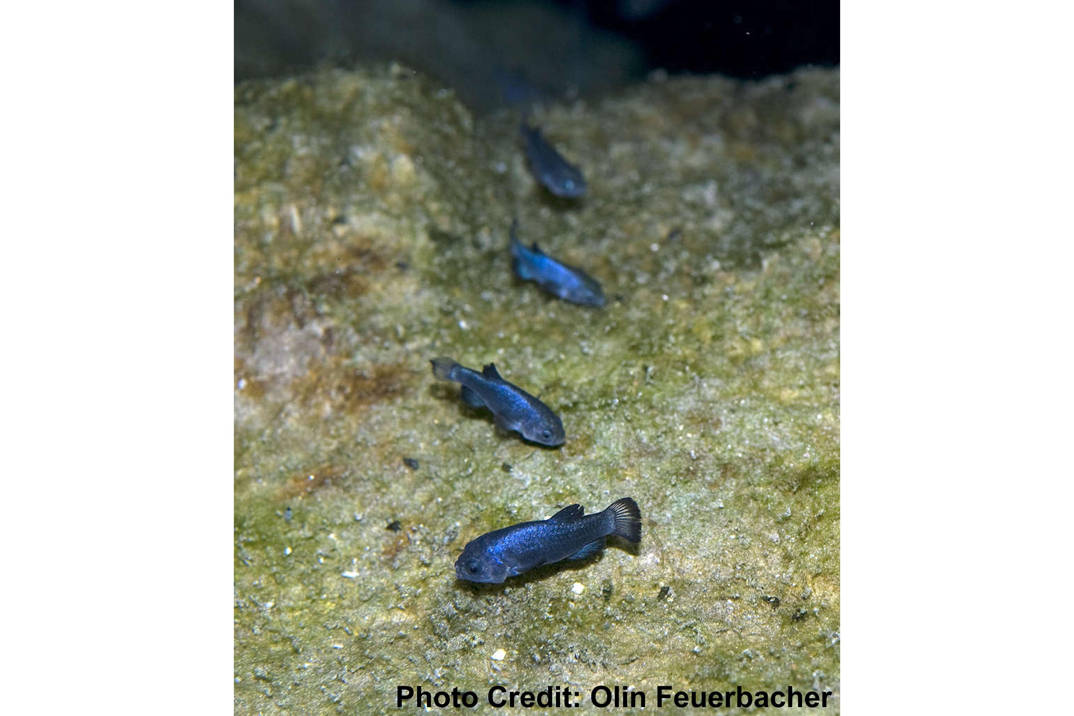 Pretty Devils Hole pupfish