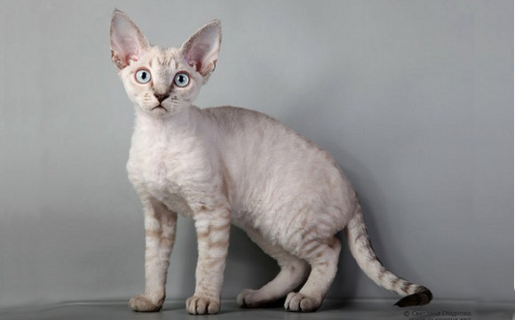Nice Devon Rex - Cat Breed