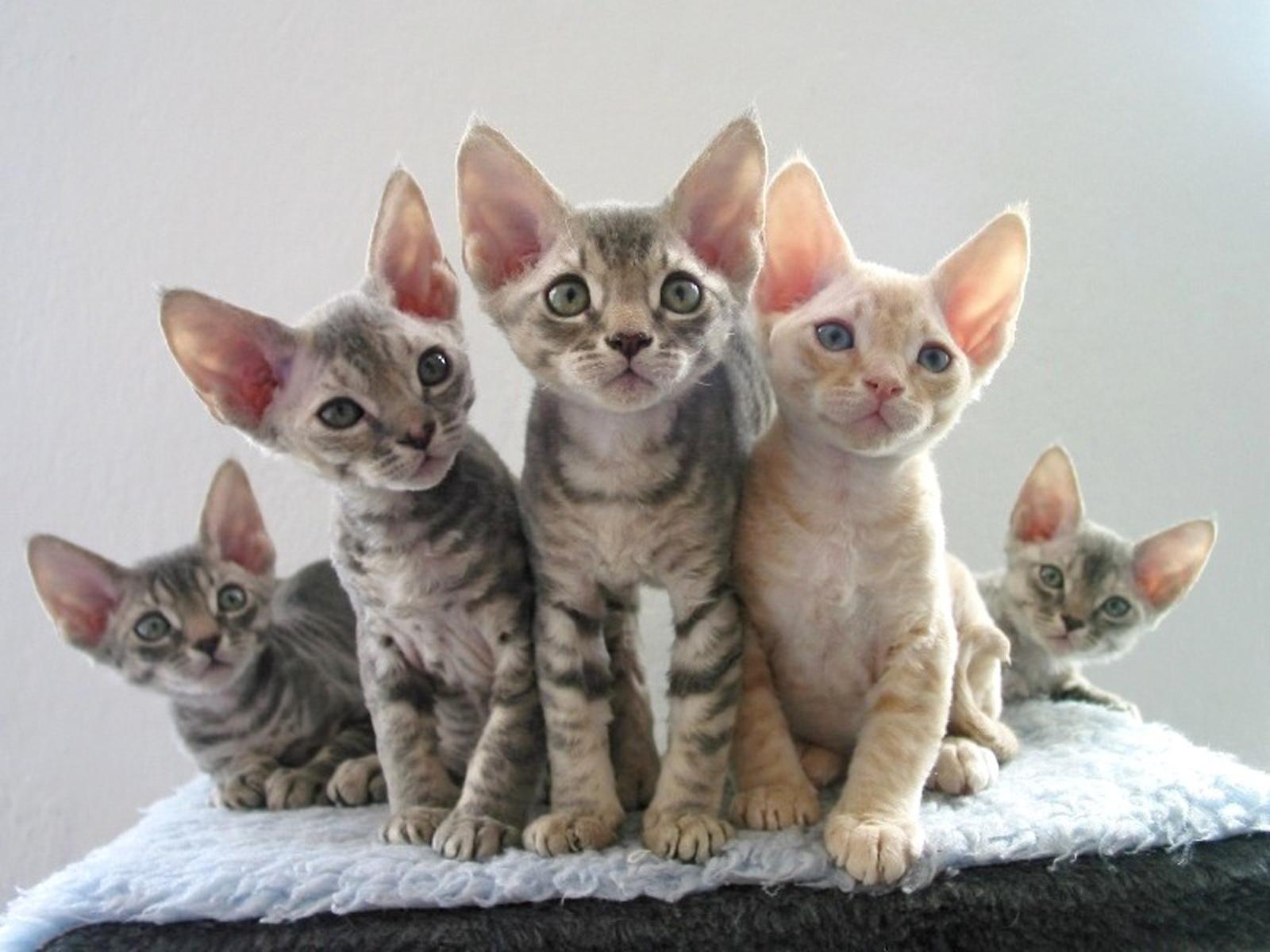 Pretty Devon Rex - Cat Breed