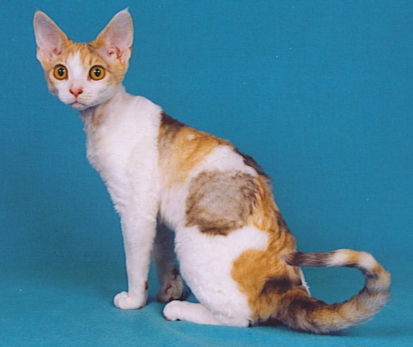 Cute Devon Rex - Cat Breed