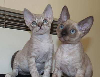 Wallpaper Devon Rex - Cat Breed