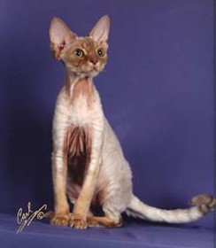 Photo Devon Rex - Cat Breed