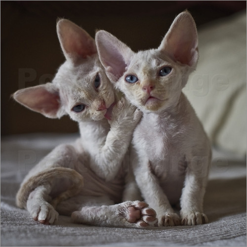 Devon Rex - Cat Breed photo 