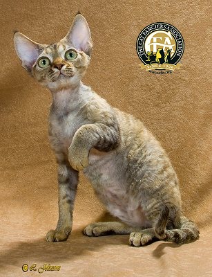 Devon Rex - Cat Breed wallpaper