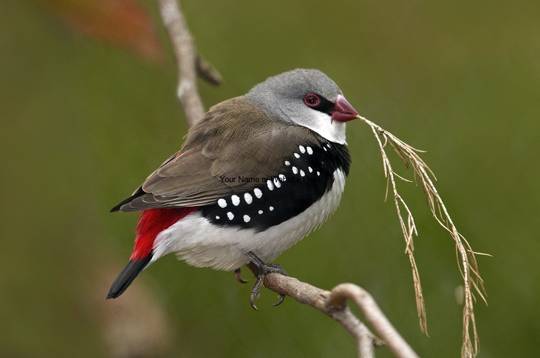 Pretty Diamond firetail