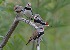 Pretty Diamond firetail