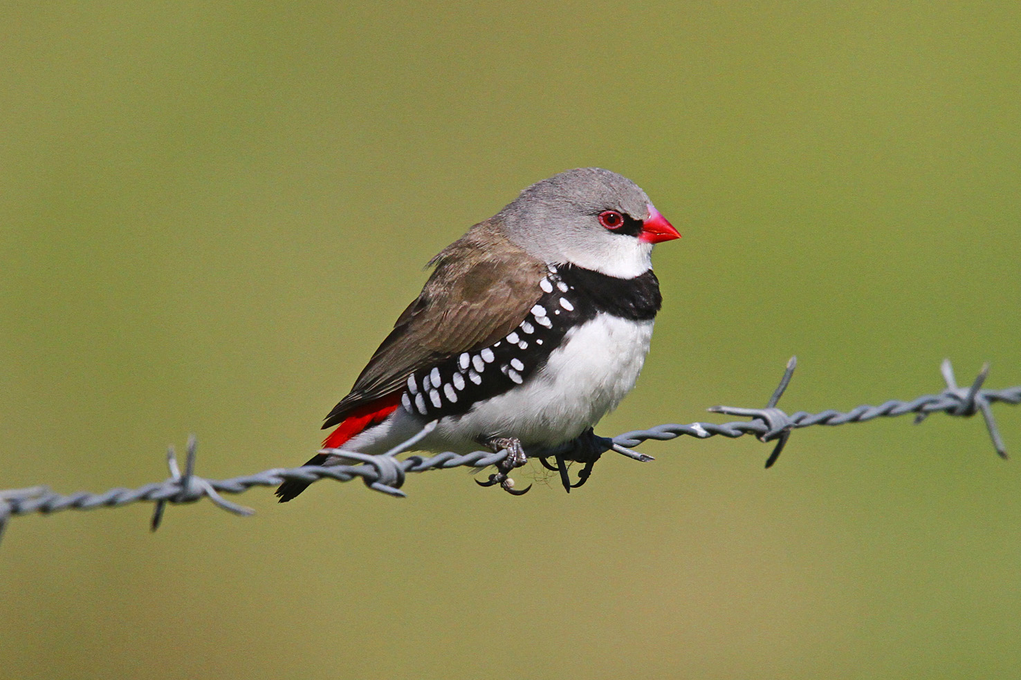 Pretty Diamond firetail