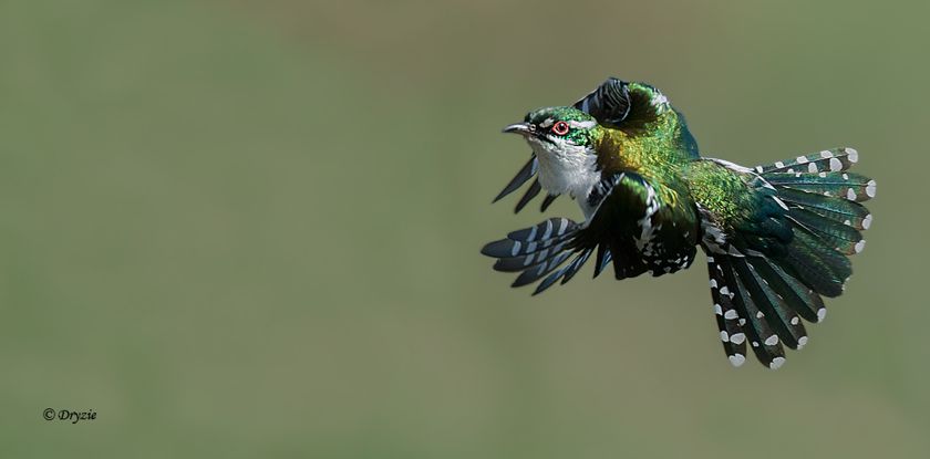 Pretty Dideric cuckoo