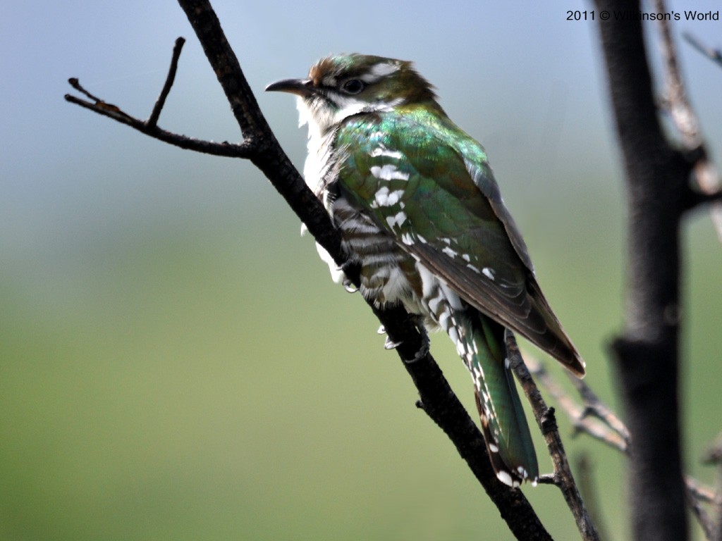 Pretty Dideric cuckoo