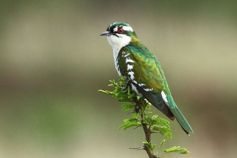 Pretty Dideric cuckoo