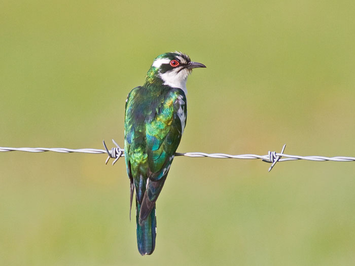 Pretty Dideric cuckoo