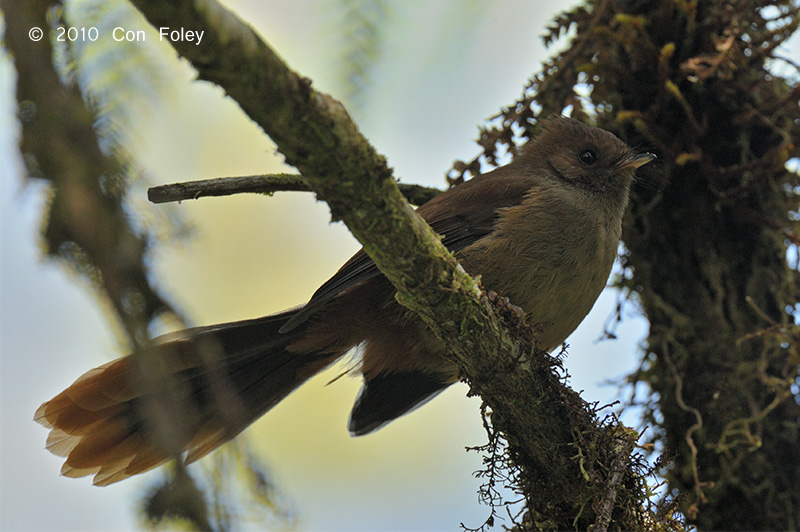 Dimorphic fantail