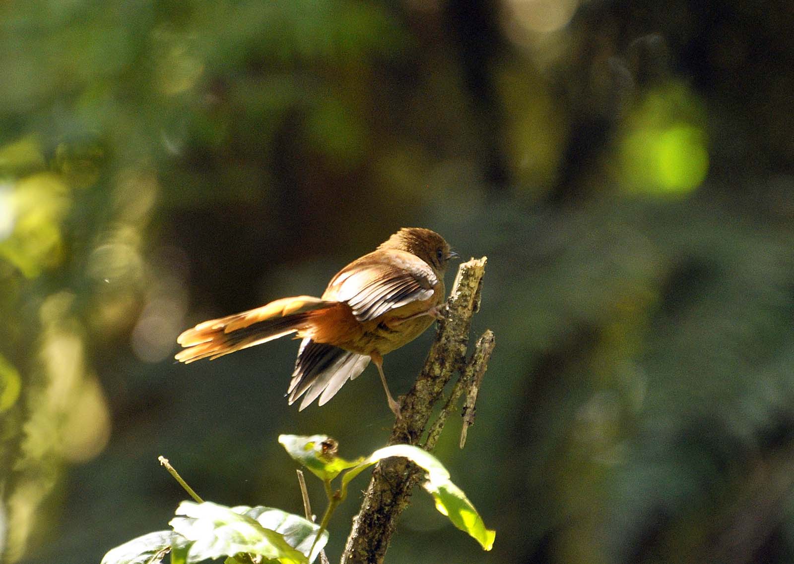 Pretty Dimorphic fantail
