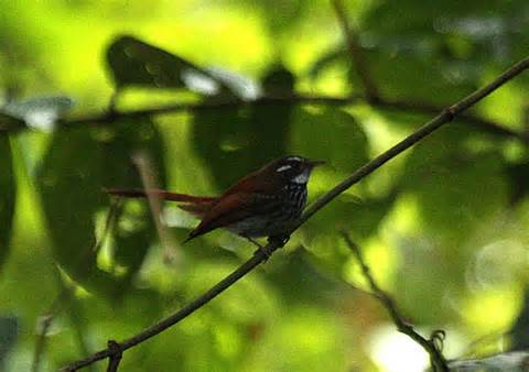 Pretty Dimorphic fantail