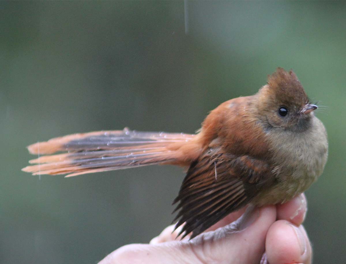 Pretty Dimorphic fantail