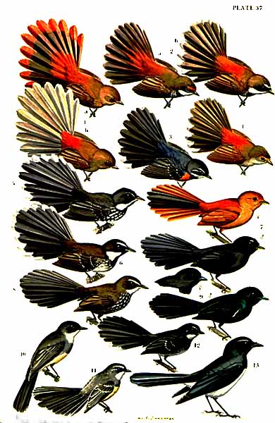 Pretty Dimorphic fantail