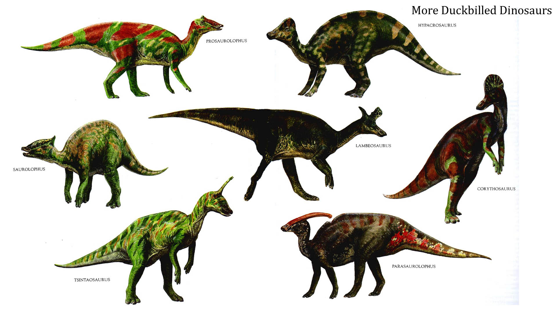 Dinosaurs photo 
