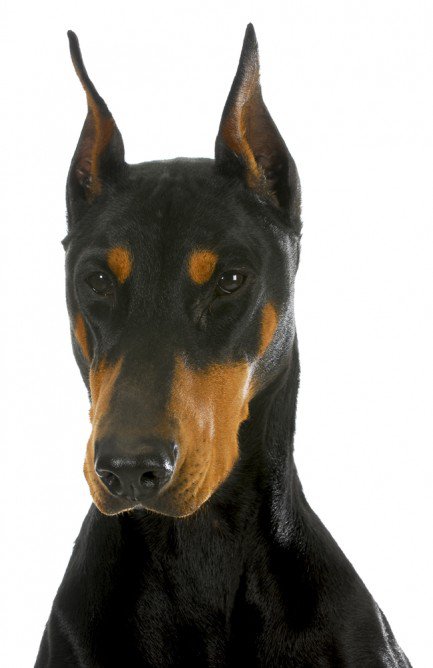 Cool Doberman Pinscher - Dog Breed