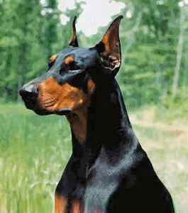 Wallpaper Doberman Pinscher - Dog Breed